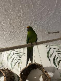 1. 0 Springsittich WF Verd. Spalt Zimt