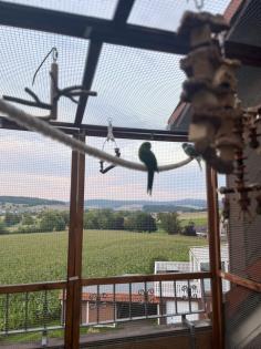 1. 0 Springsittich WF Verd. Spalt Zimt