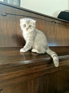 Mix Bkh/norwegische Waldkatze Kitten