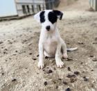 Mattis sucht ein passendes Zuhause