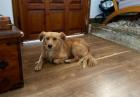 Fee sucht ein passendes Zuhause