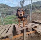 Elli sucht ein passendes Zuhause