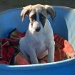 Gizmo - ist ein wunderbarer Kumpel für die anderen Hunde